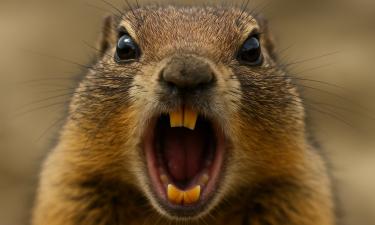 На вид безобидные — на деле охотники: привычные обитатели полей вдруг начали вести себя как хищники