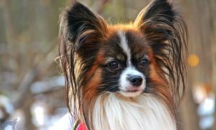 Водитель из Нижневартовска был вынужден заплатить за погибшую под его авто собаку, несмотря на свою невиновность