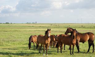 В Китае нашли жертвенные ямы со 120 скелетами лошадей