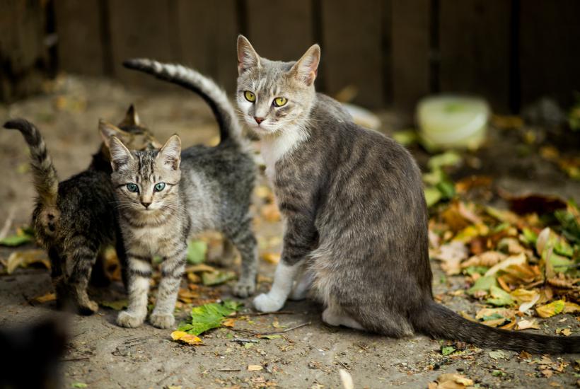 Кошка с котятами