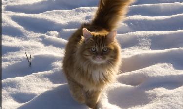 Домашние кошки теряют устойчивость к холоду из-за постоянного тепла — Мельникова