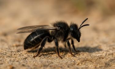 Убийственные пчелы атакуют и могут убить за несколько минут – эксперт по энтомологии