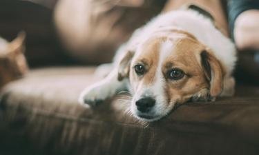 Сезонная депрессия началась: питомцы массово впадают в апатию из-за одной вещи в каждой квартире