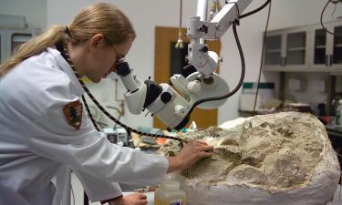 В Трансильвании найдено место скопления костей динозавров — исследователи