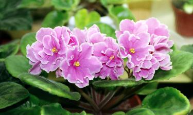 Подоконник превратится в джунгли: фиалки зацветут так, что соседи начнут завидовать