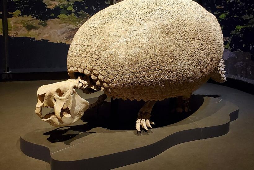 Ископаемый глиптодон