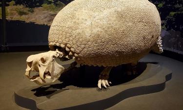 Доисторические броненосцы весили больше грузовиков, но именно их ели чаще всего