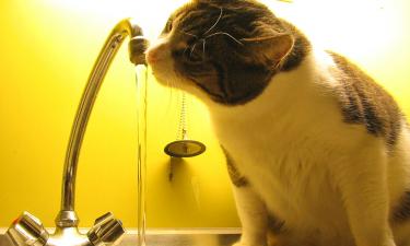 Кошки предпочитают ведро миске из-за восприятия стоячей воды как несвежей