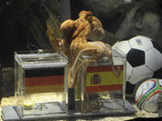 Китайцы раскрыли тайну смерти осьминога Пауля