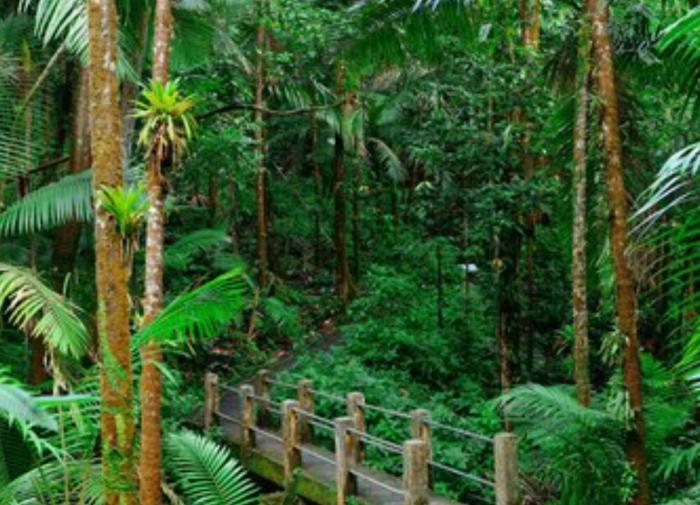 Древние окаменелые бобы раскрывают тайны эволюции тропических лесов