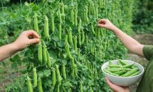 Дети едят прямо с грядки и просят добавки: секрет посадки гороха скрыт в одной детали