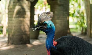 Красота маскирует ярость: эта птица убивает, защищая свою территорию — живой потомок динозавров