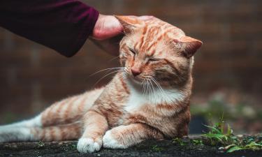 Кошки воспринимают почёсывание за ушами как материнскую заботу