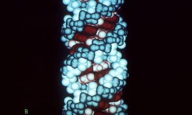 Новый инструмент учёных: как коалы могут выжить благодаря генетике