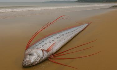 Редкую глубоководную рыбу нашли на берегу Презервейшен-Бэй — данные профессора Калума