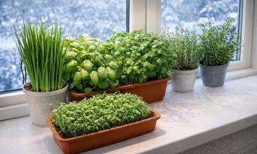 Базилик хорошо растет дома в тепле и при регулярной прищипке