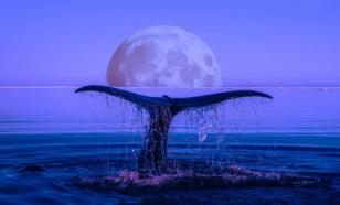 Бессмертные рогоносцы: дикие факты о китах