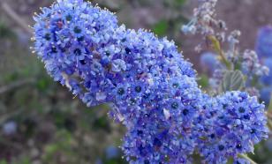 Цеанотус: полезные свойства кустарника для здоровья