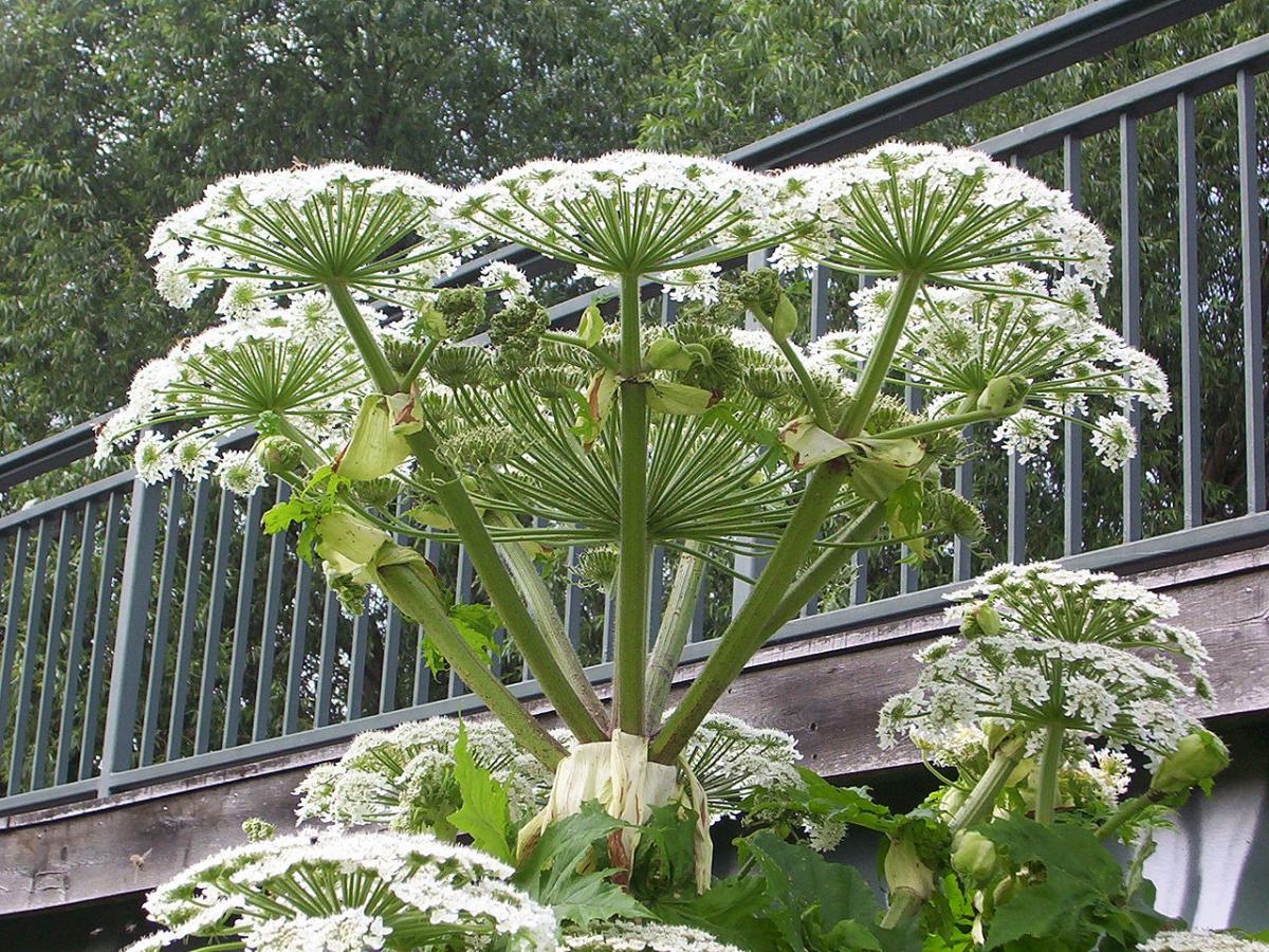 В России создают список растений, которые подрывают экосистемы — вы точно видели их вживую