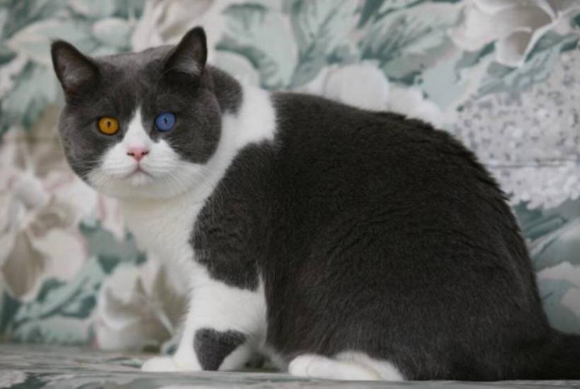 Кот Кот
