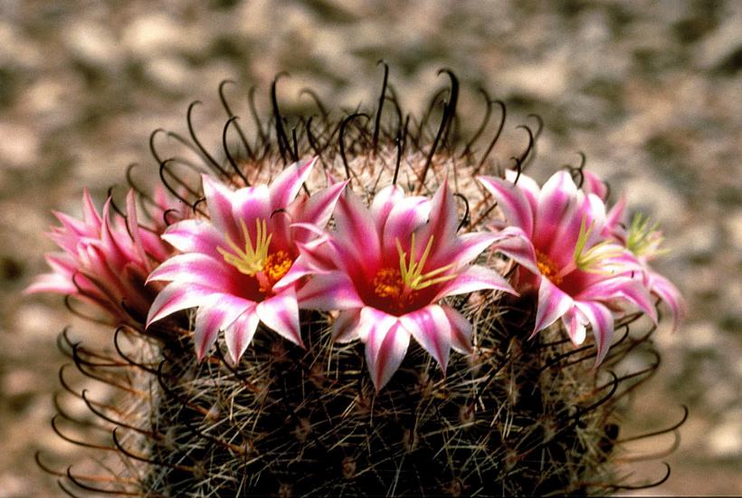 Кактус - Fishhook cactus