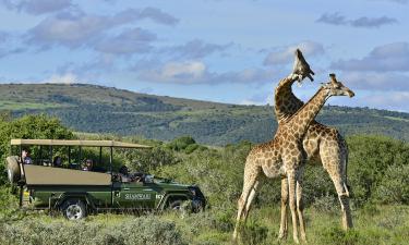 Сафари, которое вышло из-под контроля: как погони за кадром превращают Африку в зону риска