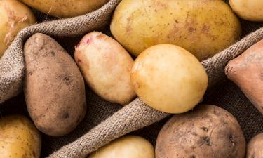 Протравливание клубней снижает риск гнилей при хранении