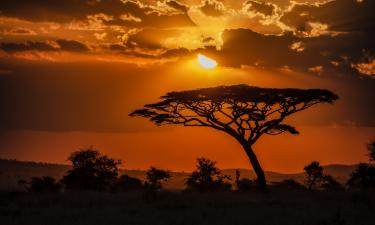 Сахелантроп оказался ближе к “линии человека” — Science Advances