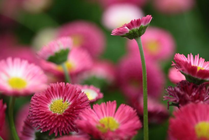 Маргаритки