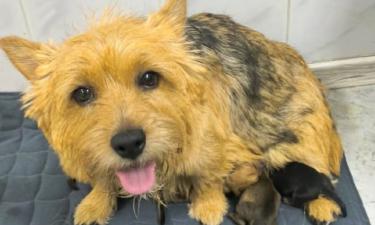 Когда пеленки необходимы: учим собаку ходить в туалет дома