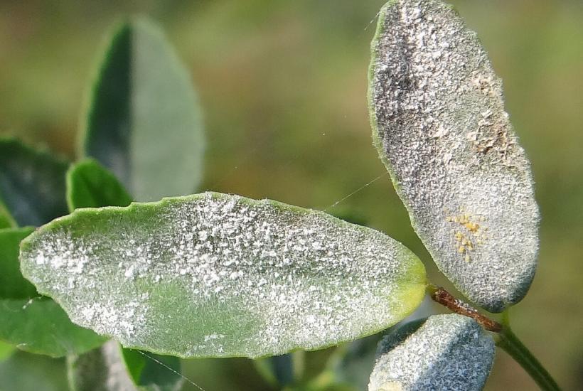 Мучнистая роса