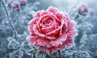 Роза Königin von Danemark выдерживает морозы до −34 °C