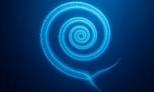 НЛО под водой: у берегов Австралии сняли существо длиной с небоскрёб — живой пришелец из бездны