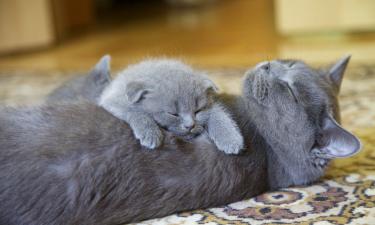 Большинство котят открывают глаза на 7–12 день жизни — Lemagduchat