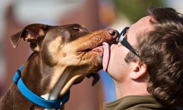 Миллионы бактерий в одном поцелуе: как собачья слюна атакует ослабленный иммунитет