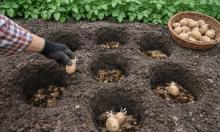Сажают по-старинке — и собирают ведрами: забытый способ посадки картошки может удивить урожаем