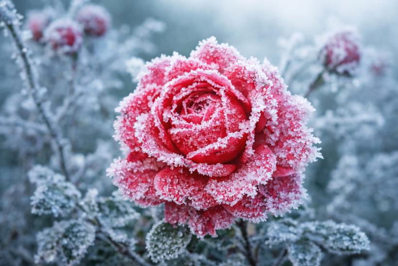 Морозостойкая роза под инеем