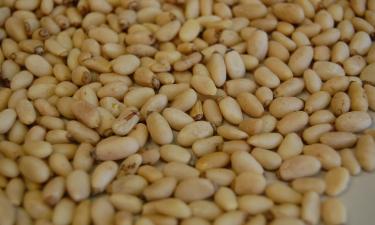 Забайкальский край станет ореховой Меккой? Что задумали инвесторы из Монголии