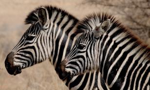 Зоологи развеяли миф о камуфляжном назначении чёрно-белых полосок зебры