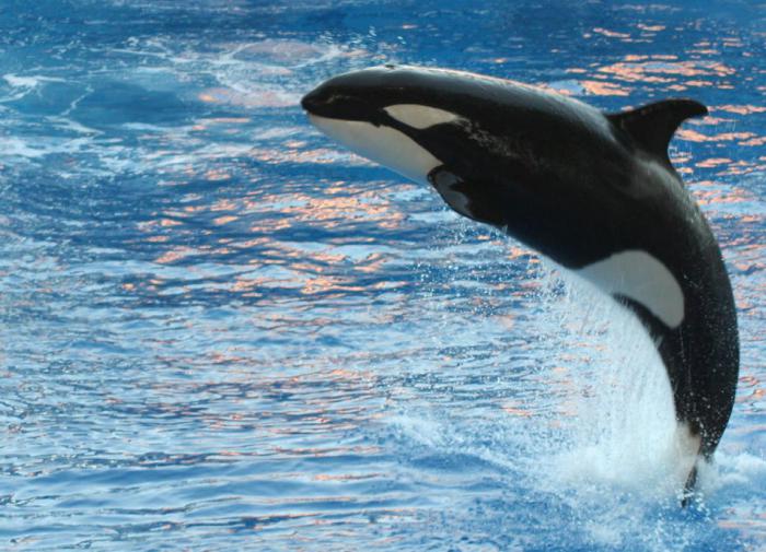 Ученые обнаружили необычный способ "воспитания детей" у касаток