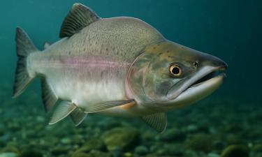 Семга и форель дороже горбуши из-за аквакультуры