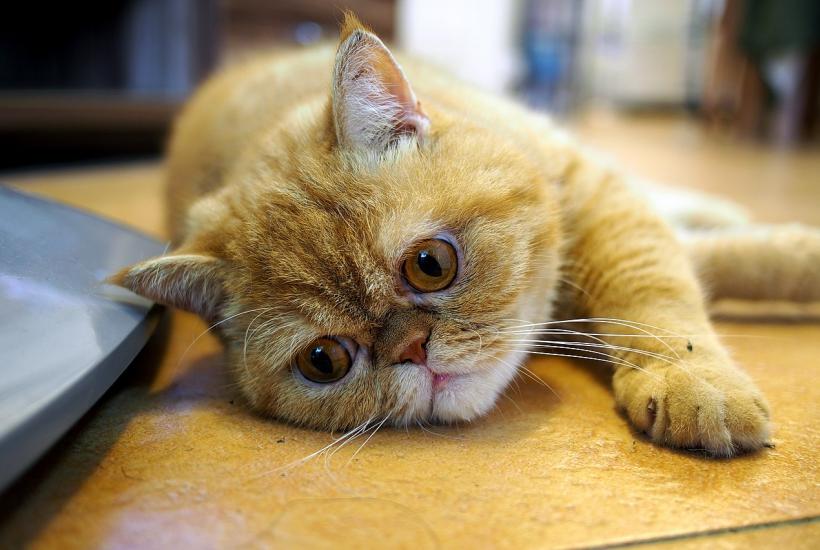 Рыжий кот Рыжий кот
