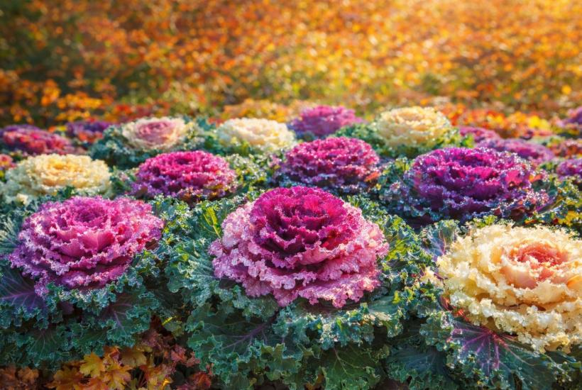 Декоративная капуста