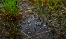 Углеродные ловушки планеты: почему эти экосистемы стали объектом пристального внимания 