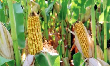 Рынок зерна взбудоражен: экспортная пошлина на кукурузу рекордно снижена