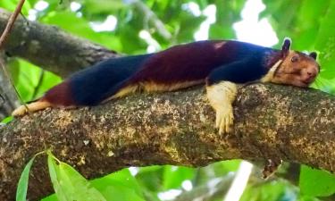 Посланники духов леса: разноцветные создания, что сажают деревья и исчезают, не оставив следа