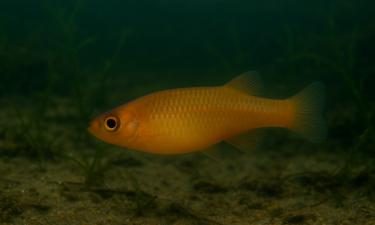 Вид Moema claudiae вновь обнаружен спустя 20 лет — SciTechDaily