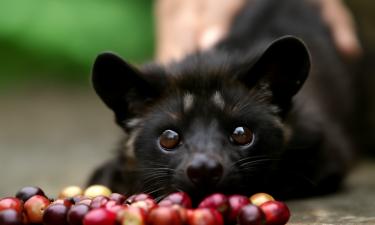 Мусанг и кофе с привкусом скандала: как его фекалии стали лакомством для богатых