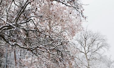 Велик риск деформации веток от мокрого снега — АиФ
