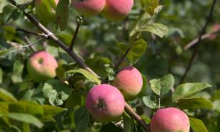 Идеальное платье для яблока и груши